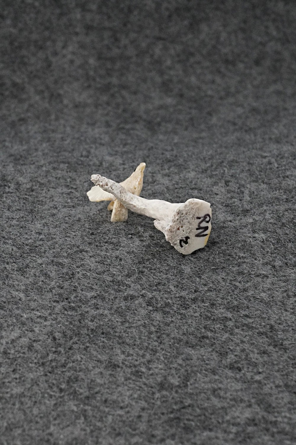 Eagle Zuni Fetish Carving - Ruben Najera