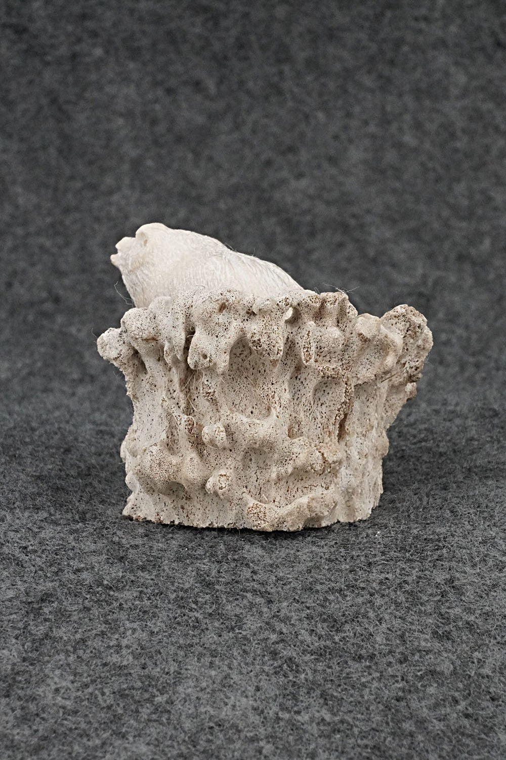 Badger Zuni Fetish Carving - Elton Kaamasee