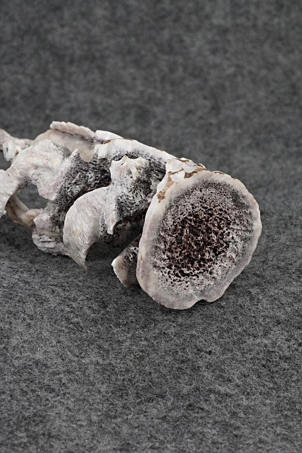 Owls Zuni Fetish Carving - Ruben Najera