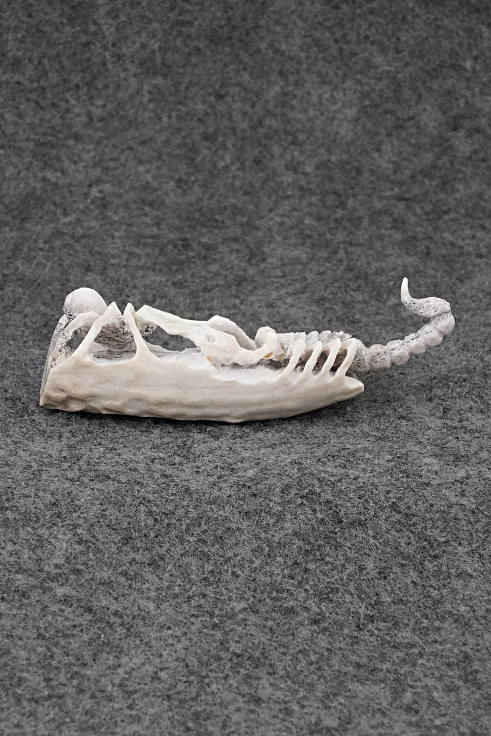 Spider & Scorpion Zuni Fetish Carving - Lewis Malie