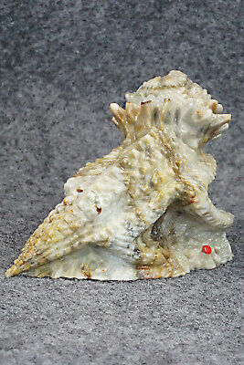 Horned Toad Zuni Fetish Carving - Ben Kamaasee
