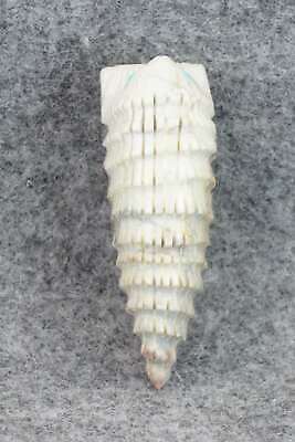 Porcupine Zuni Fetish Carving - Todd Lowsayatee