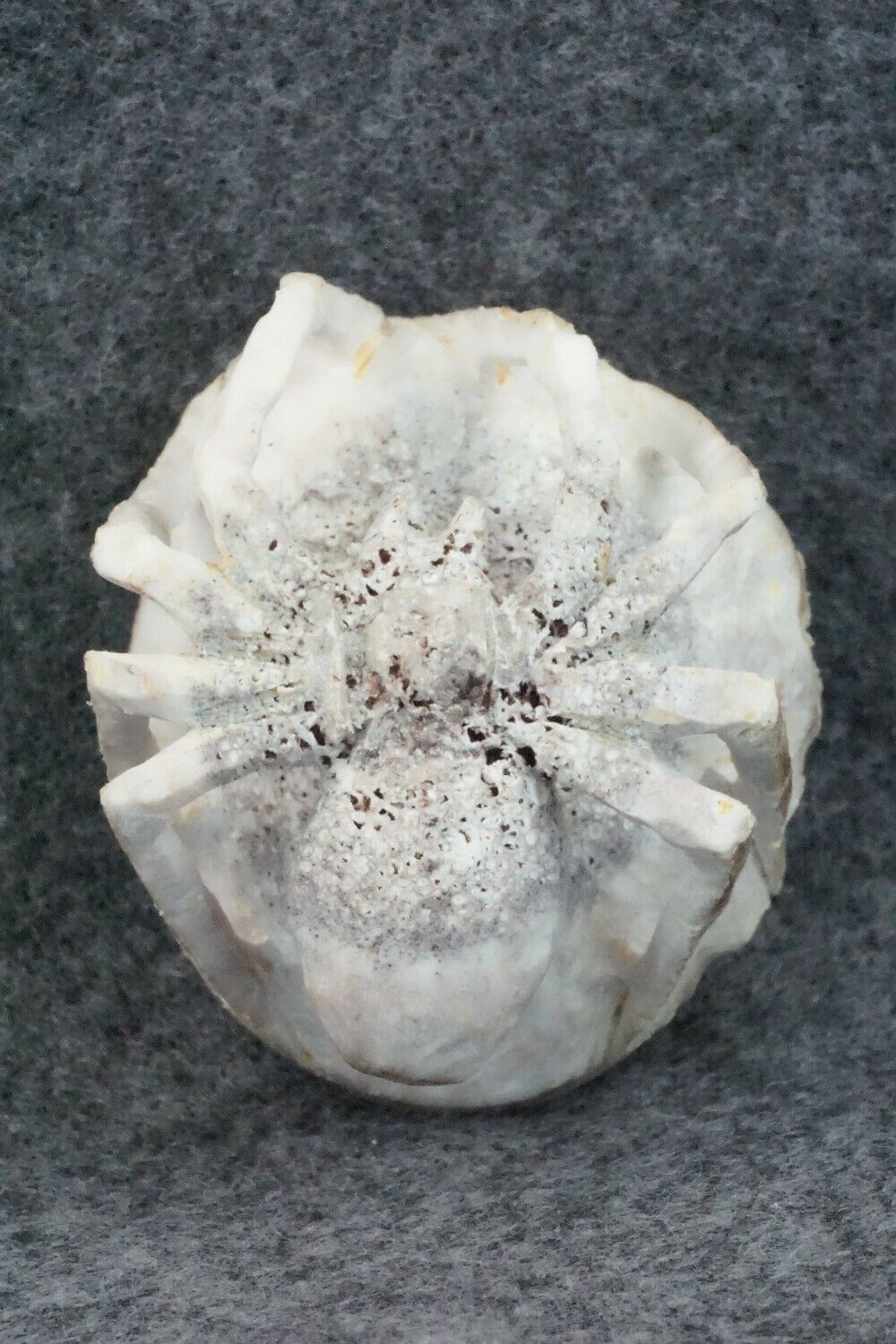 Spider Zuni Fetish Carving - Lewis Malie Jr.