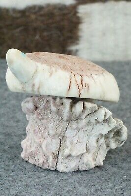 Turtle Zuni Fetish Carving - Harvey Harker
