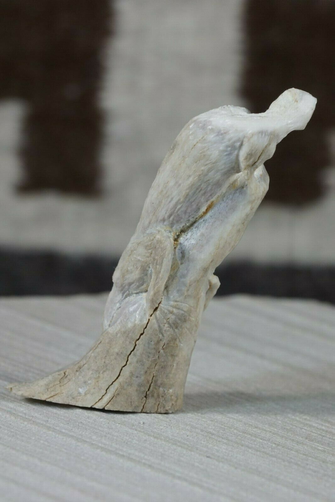 Iguana Zuni Fetish Carving - Lewis Malie - High Lonesome Trading