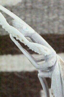 Praying Mantis Zuni Fetish Carving - Maxx Laate - High Lonesome Trading