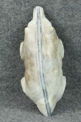 Badger Zuni Fetish Carving - Herbert Him