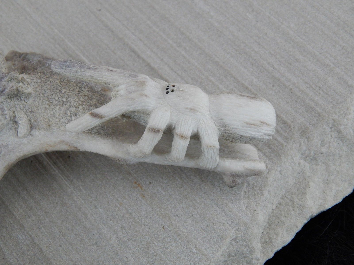 Spider & Bug Zuni Fetish Carving - Glenn Laate - High Lonesome Trading