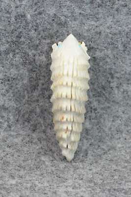 Porcupine Zuni Fetish Carving - Todd Lowsayatee