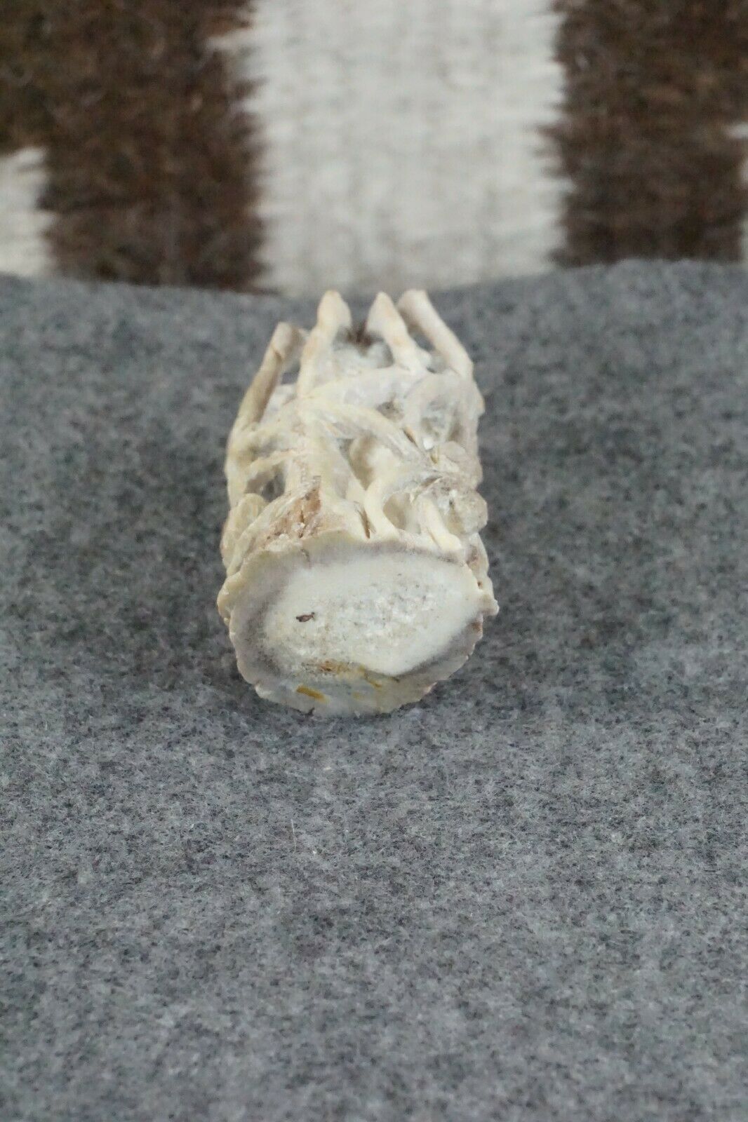 Spider Zuni Fetish Carving - Lewis Malie Jr.