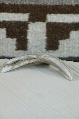 Beaver Zuni Fetish Carving - Sullivan Shebola - High Lonesome Trading