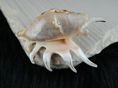 Sea Shell Zuni Fetish - Eric Lonjose - Zuni Sea Shell Carving - Native American - High Lonesome Trading