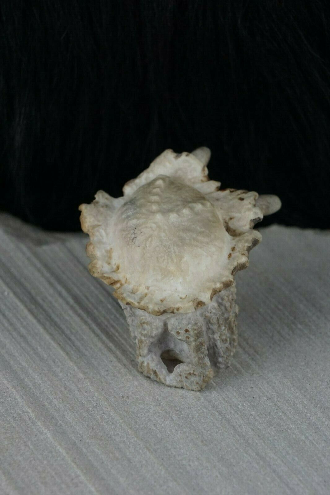 Hermit Crab Zuni Fetish Carving - Maxx Laate - High Lonesome Trading