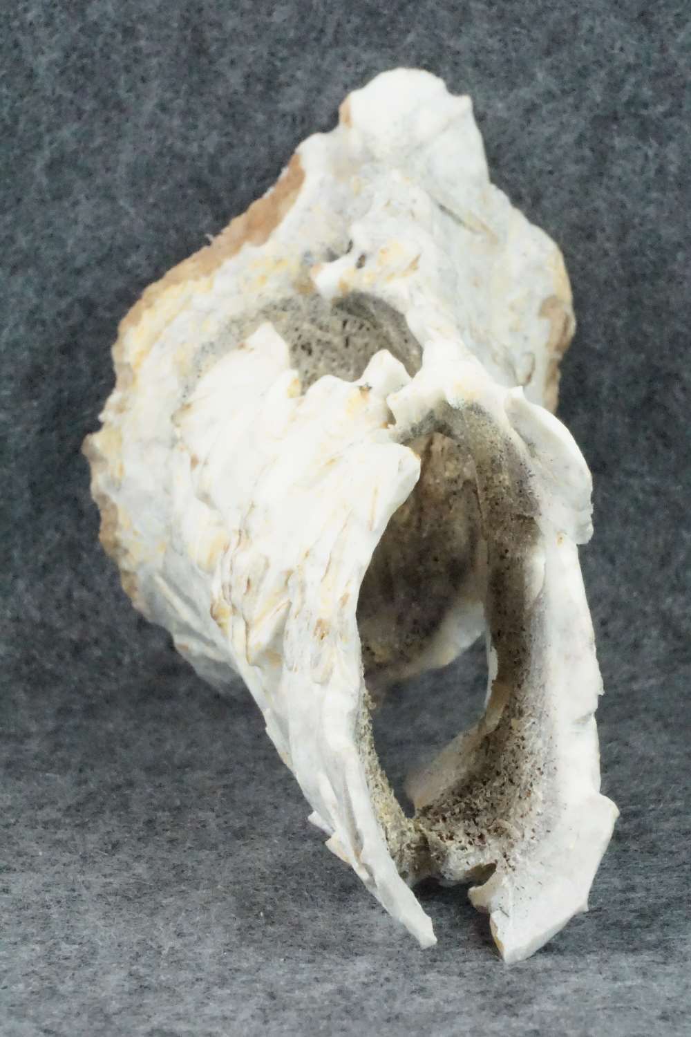 Bat Zuni Fetish Carving - Lewis Malie Jr.