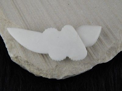 Lizard Zuni Fetish Carving - Lee Bedonie - High Lonesome Trading