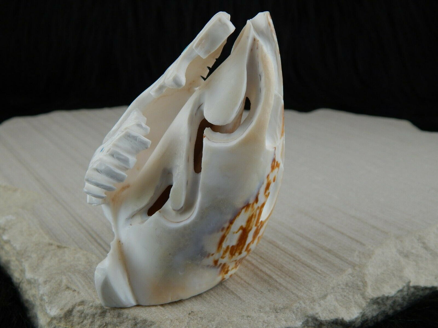Sea Horse Zuni Fetish Carving - Vaughn Kaskalla - High Lonesome Trading