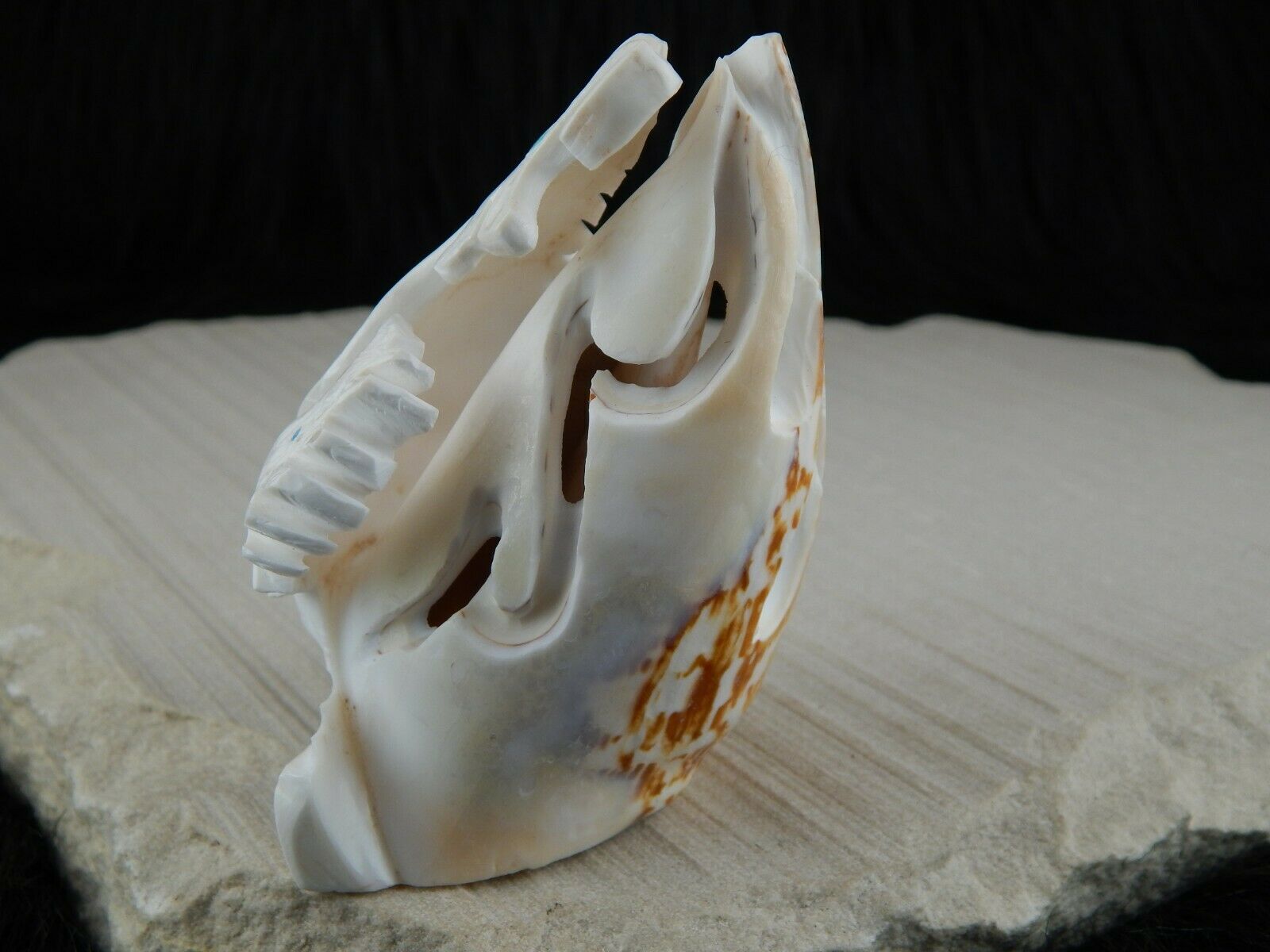 Sea Horse Zuni Fetish Carving - Vaughn Kaskalla - High Lonesome Trading