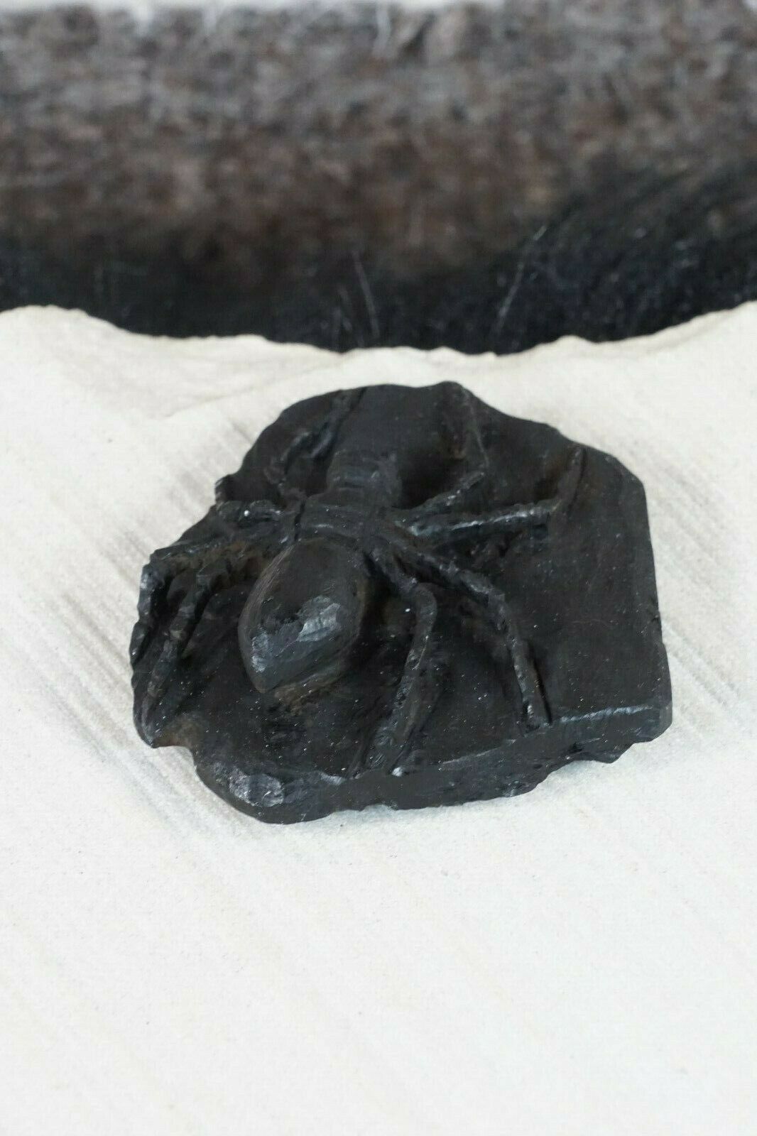 Spider Zuni Fetish Carving - Lewis Malie Jr - High Lonesome Trading