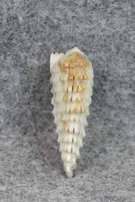 Porcupine Zuni Fetish Carving - Todd Lowsayatee