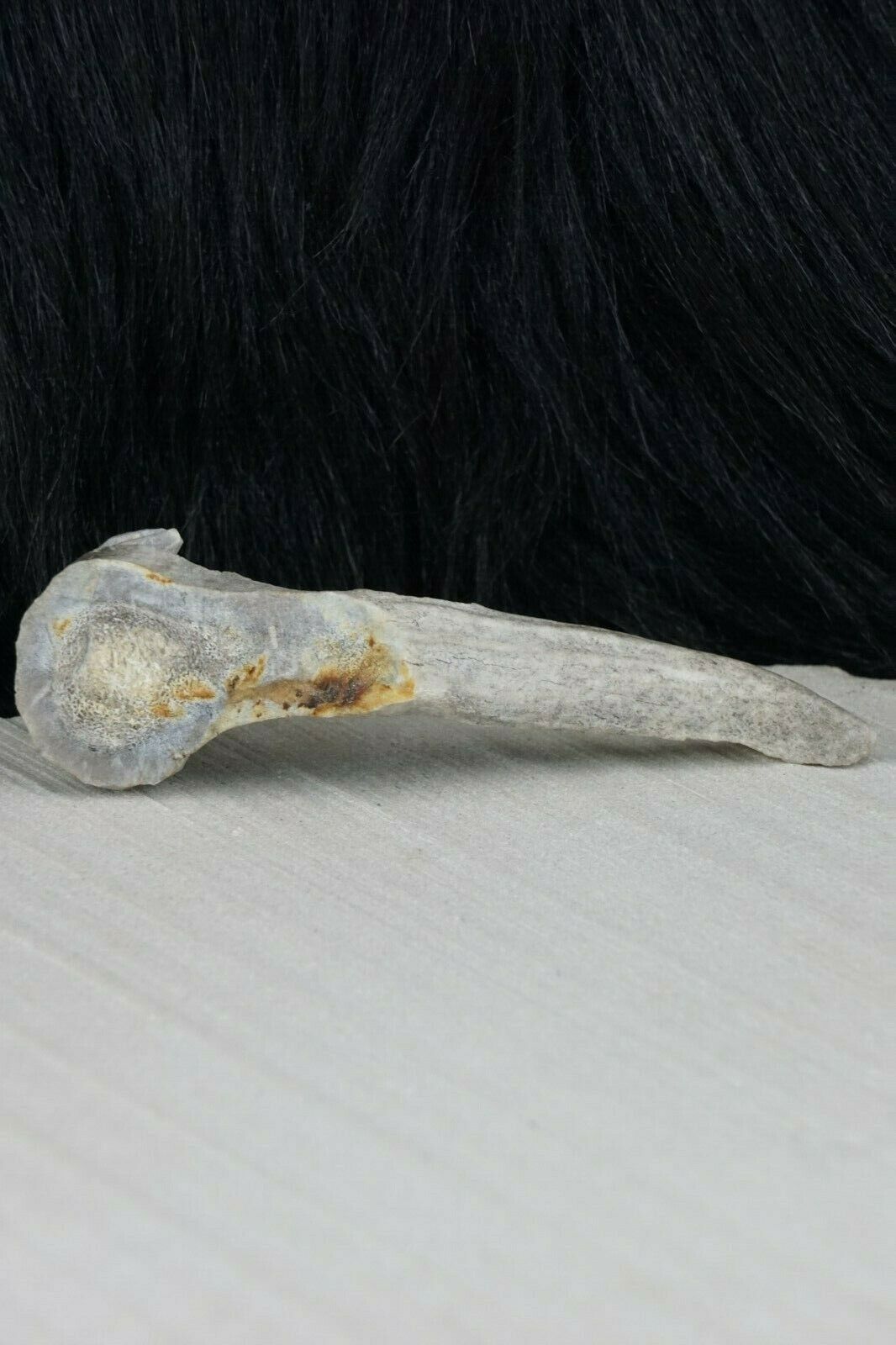 Iguana Zuni Fetish Carving - Lewis Malie - High Lonesome Trading