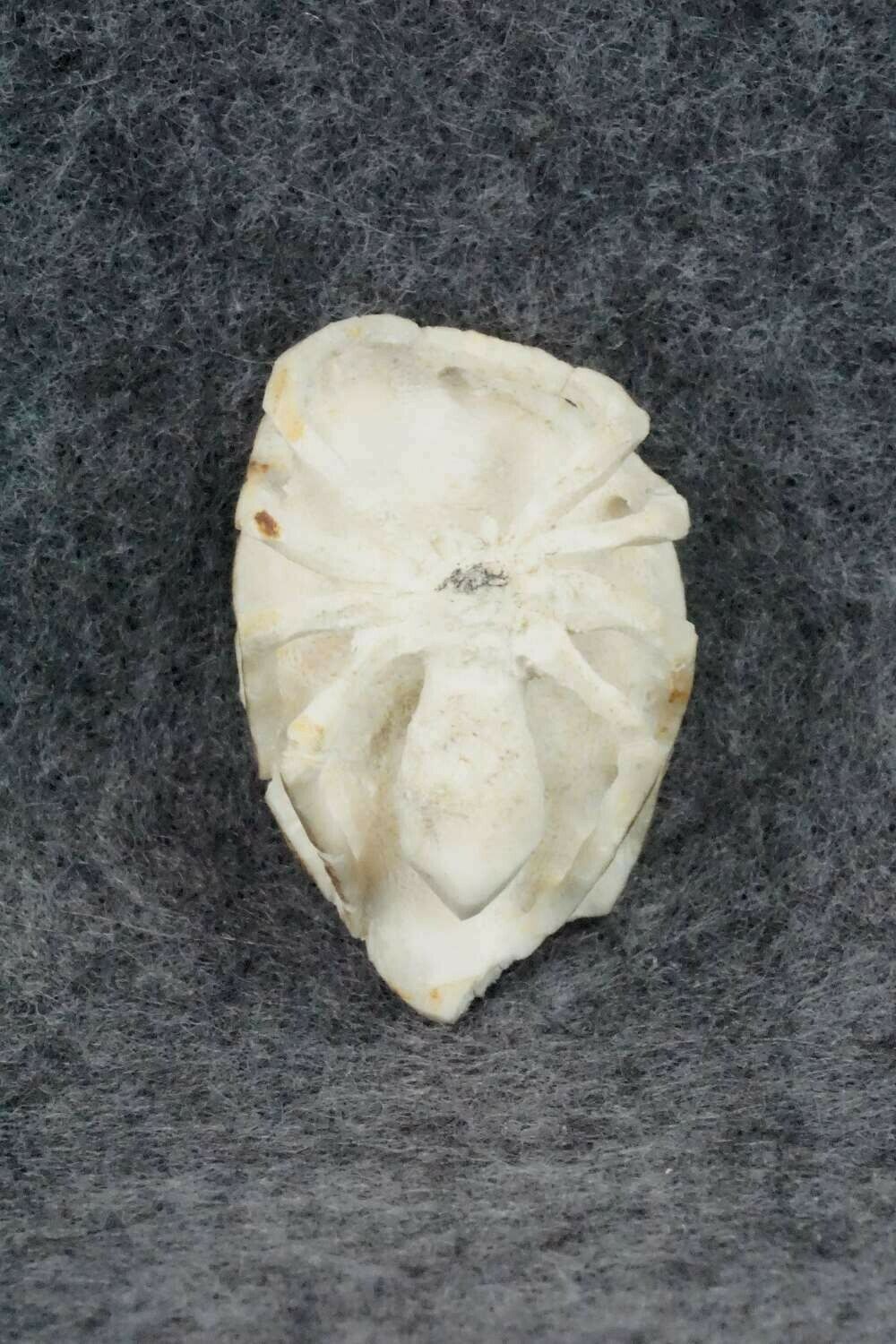 Spider Zuni Fetish Carving - Lewis Malie Jr.