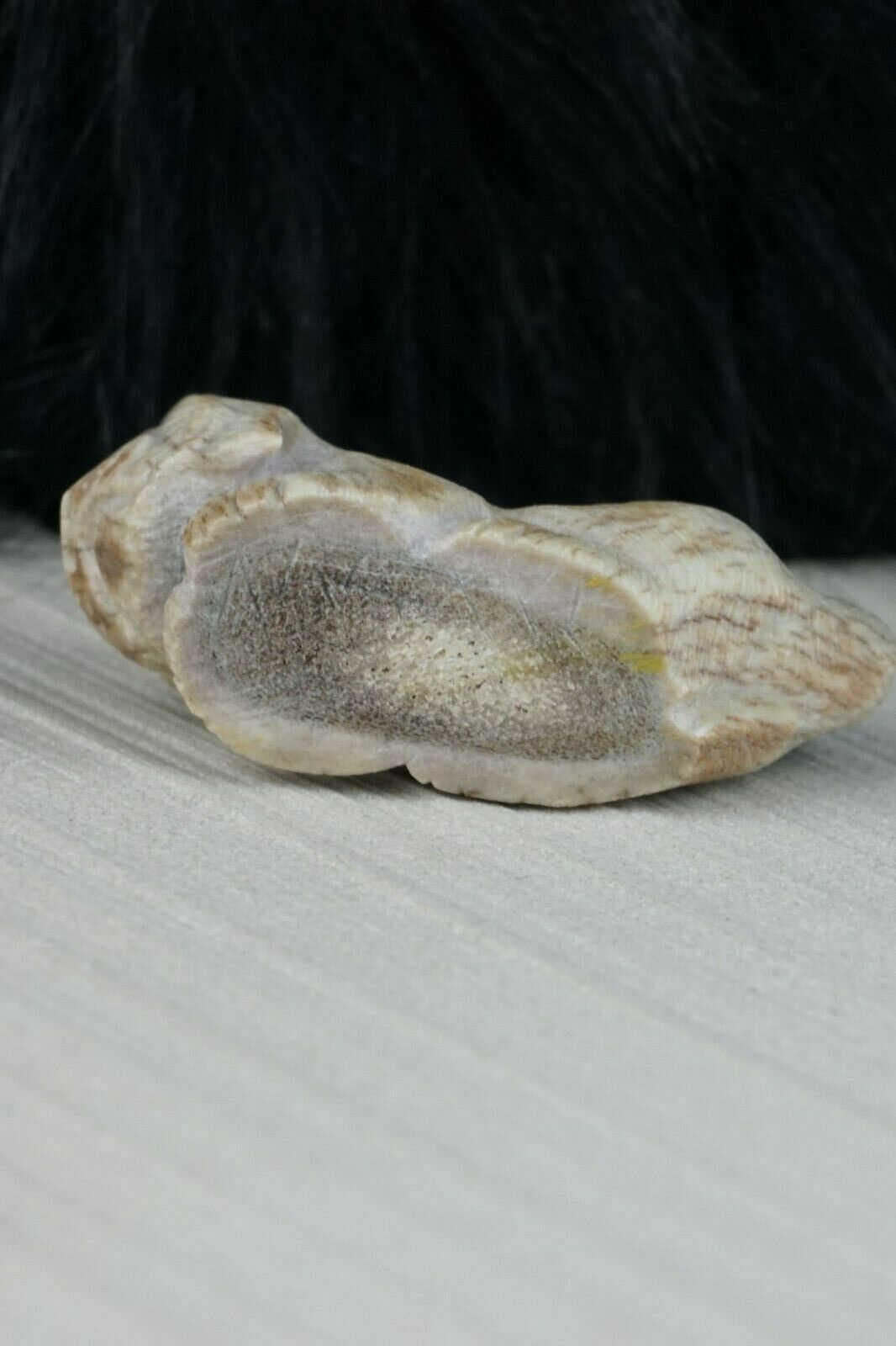 Dog - Zuni Fetish - Maxx Laate - Zuni Dog Carving - Native American - High Lonesome Trading