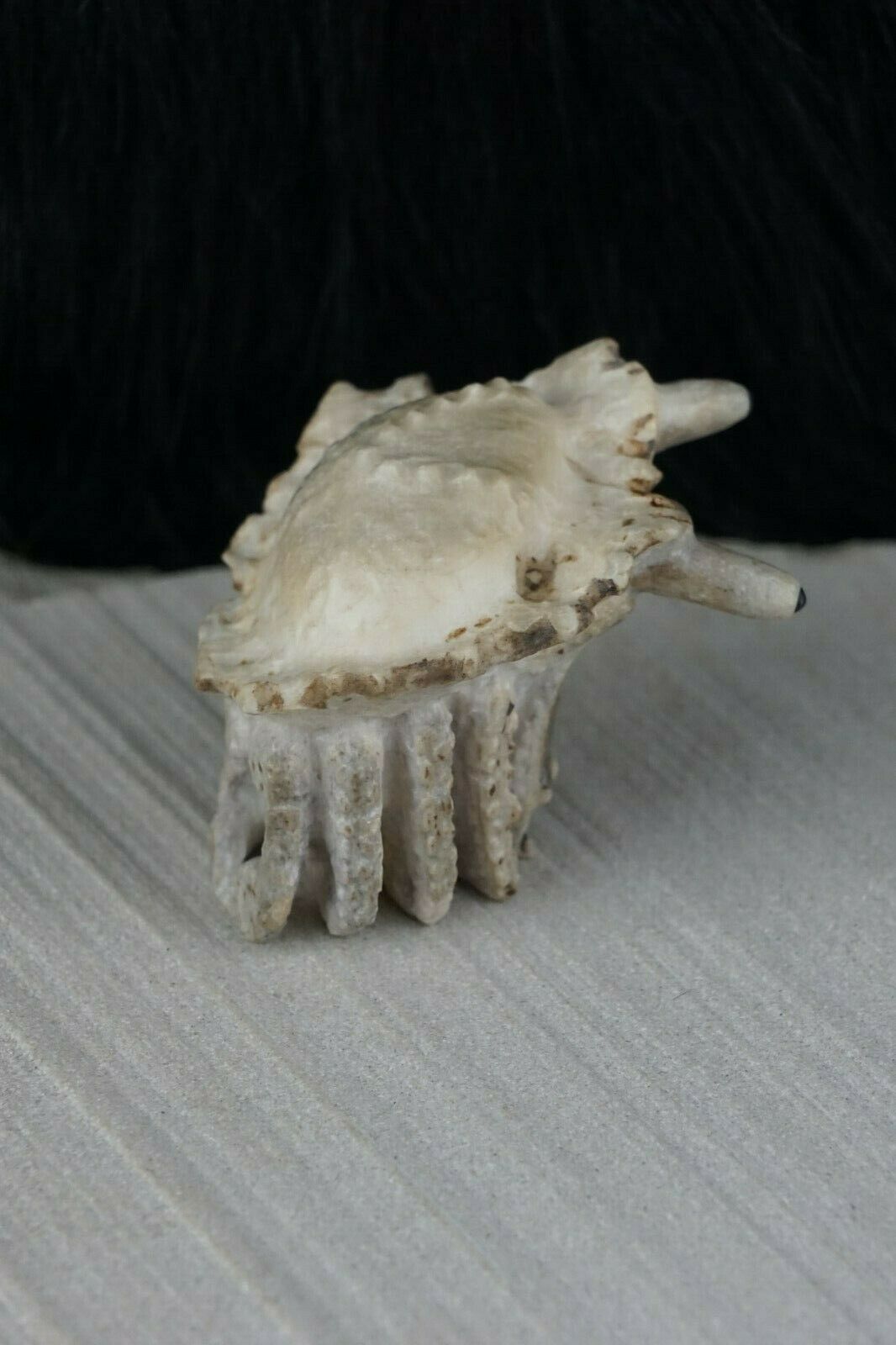 Hermit Crab Zuni Fetish Carving - Maxx Laate - High Lonesome Trading
