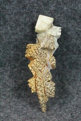 Horned Toad Zuni Fetish Carving - Carl Etsate