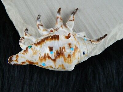 Sea Shell Zuni Fetish - Eric Lonjose - Zuni Sea Shell Carving - Native American - High Lonesome Trading