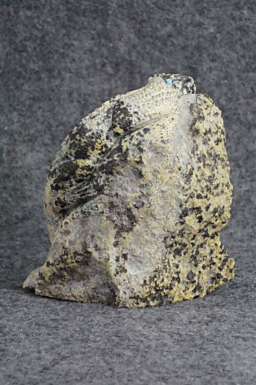 Iguana Zuni Fetish Carving - Colin Weeka