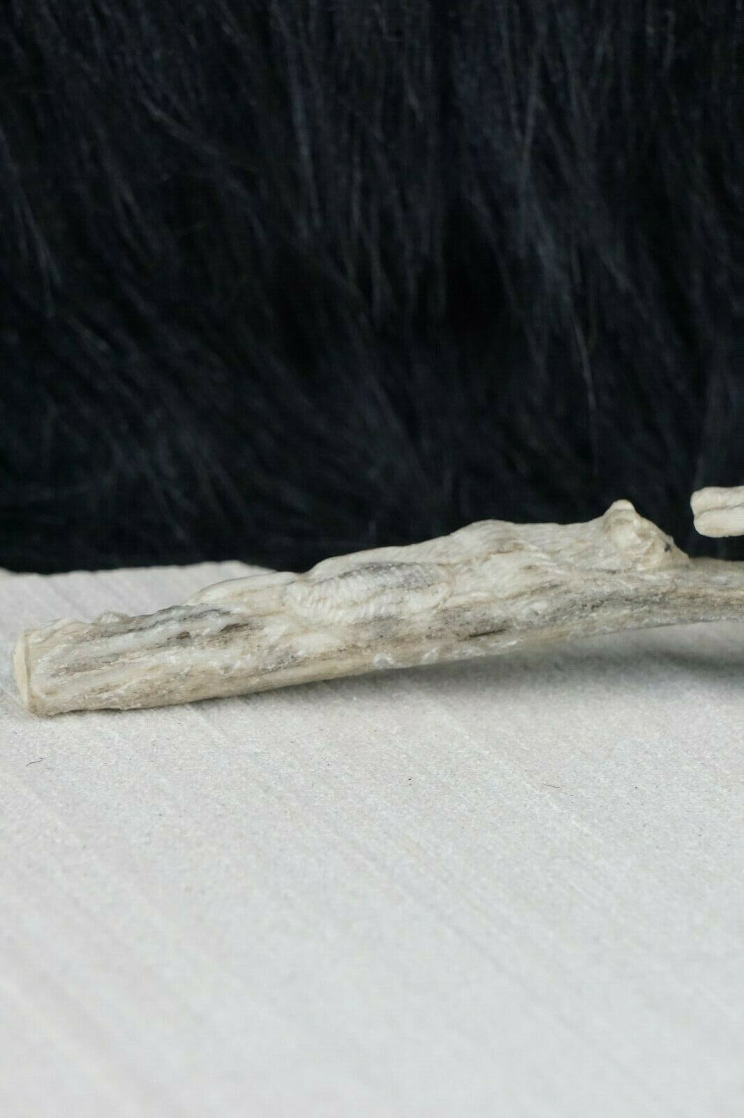 Mountain Lion & Spider Zuni Fetish Carving - Glenn Laate - High Lonesome Trading