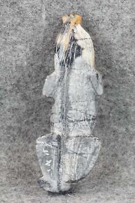 Mole Zuni Fetish Carving - Derrick Kaamasee