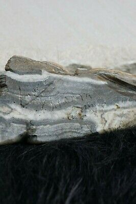 Mountain Lion Zuni Fetish Carving - Lance Cheama - High Lonesome Trading