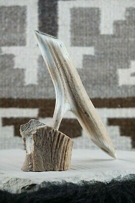 Bird Zuni Fetish Carving - Harvey Harker - High Lonesome Trading