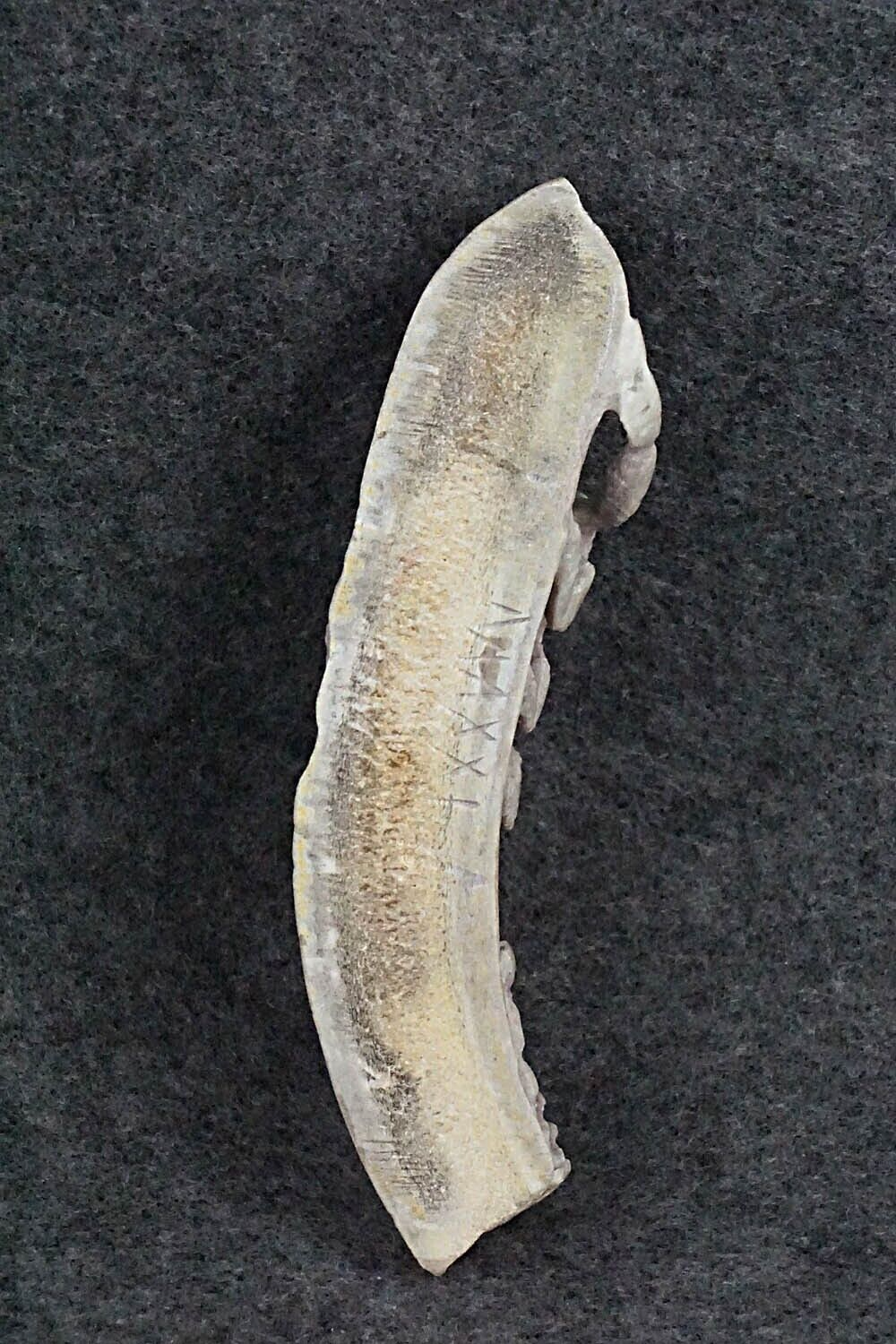 Scorpion Zuni Fetish Carving - Maxx Laate