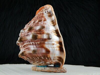 Corn Maiden & Zuni Eagle Fetish Carving - Gloria Chattin - High Lonesome Trading