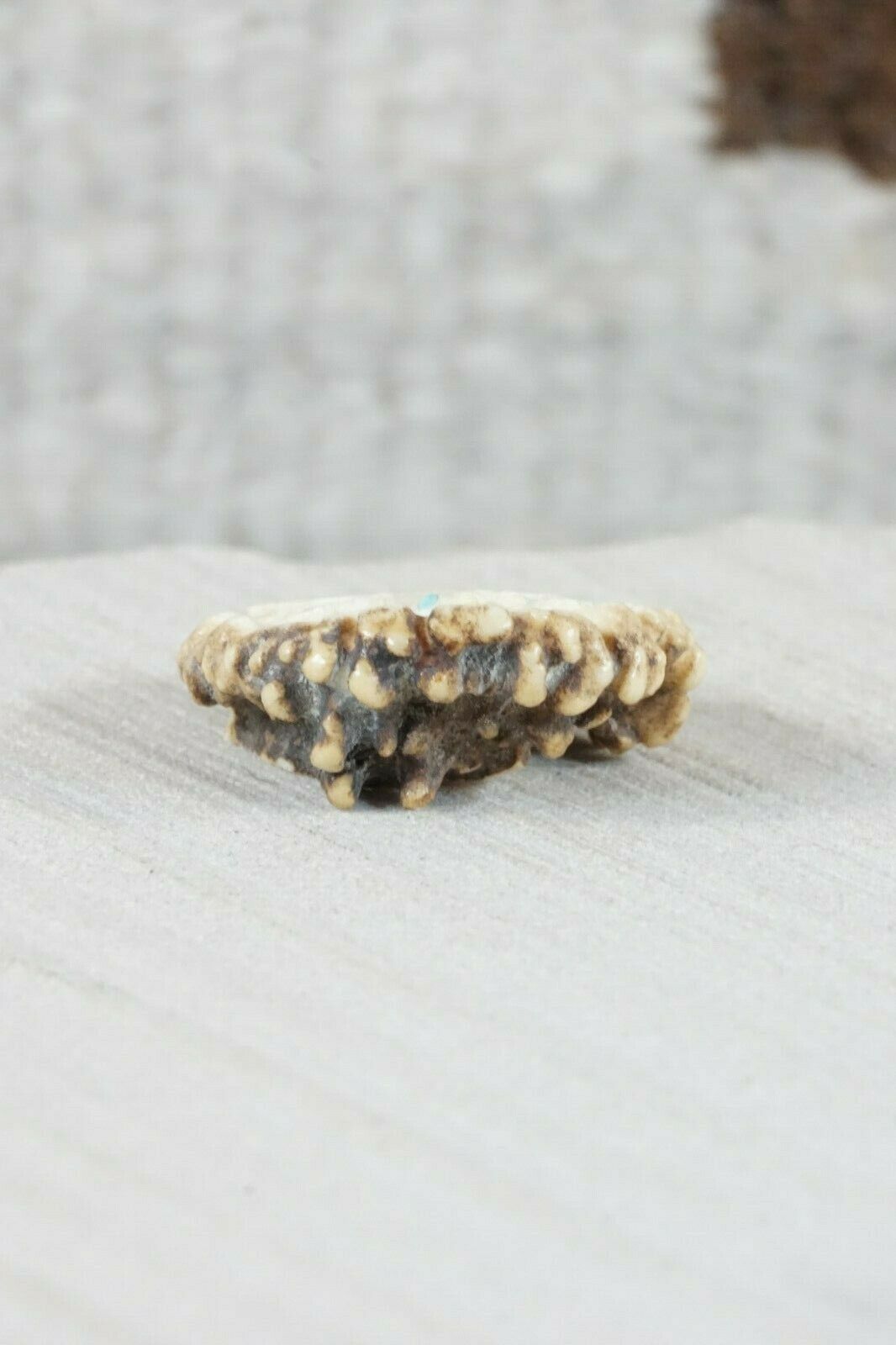 Bug Zuni Fetish Carving - Maxx Laate - High Lonesome Trading