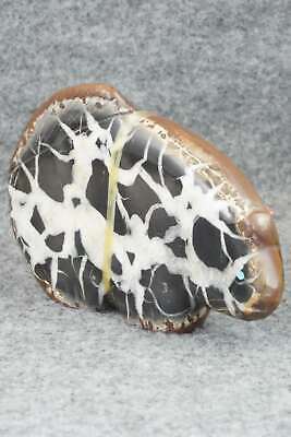 Bear Zuni Fetish Carving - Daphne Quam