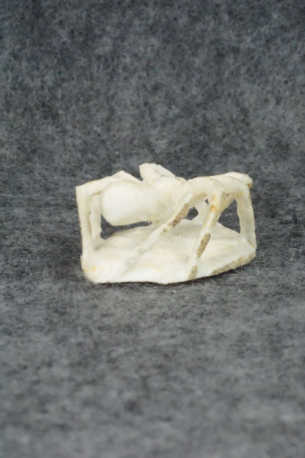 Spider Zuni Fetish Carving - Lewis Malie Jr.