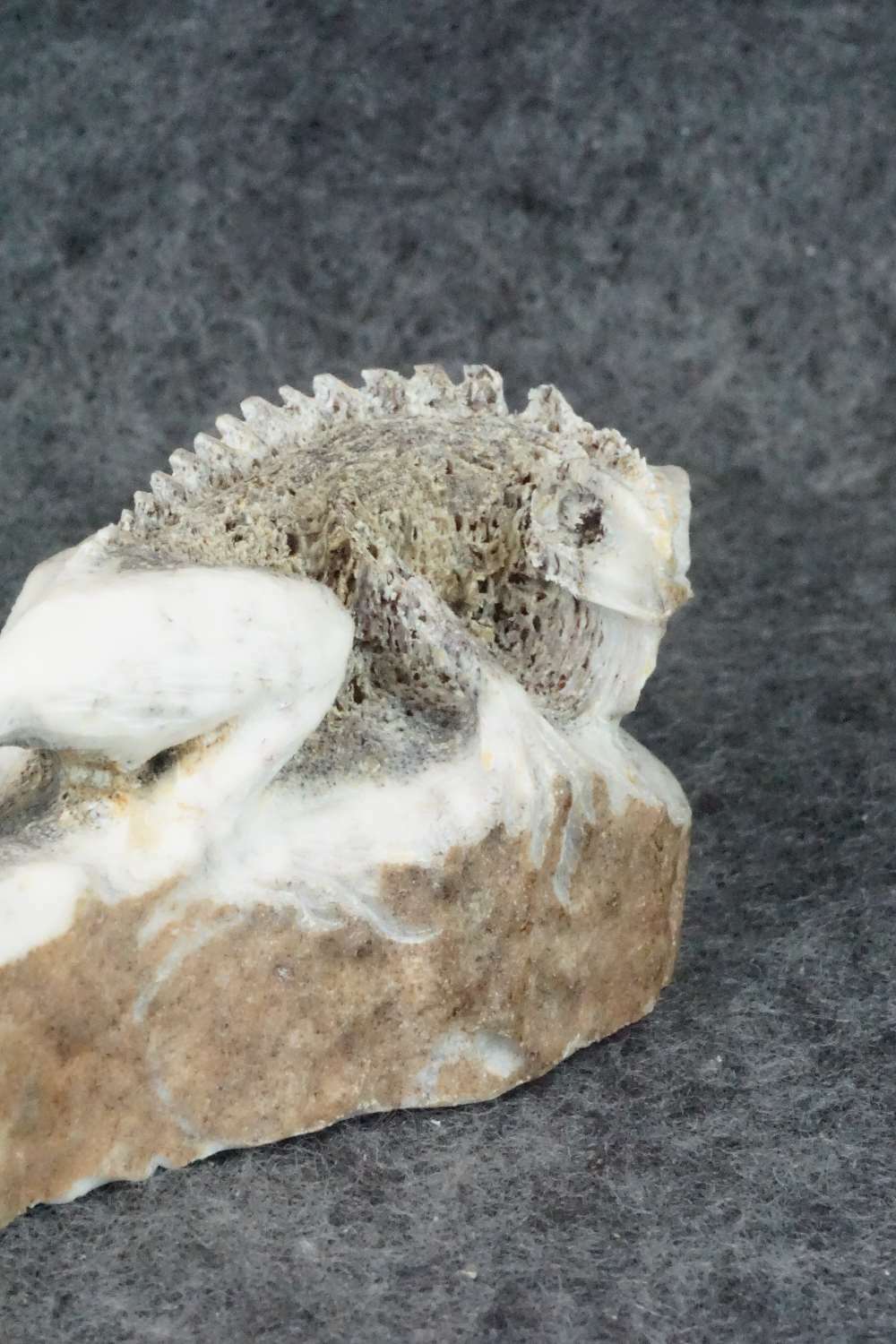 Iguana Zuni Fetish Carving - Lewis Malie Jr.