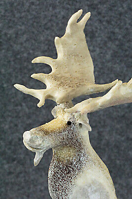 Moose Zuni Fetish Carving - Ruben Najera