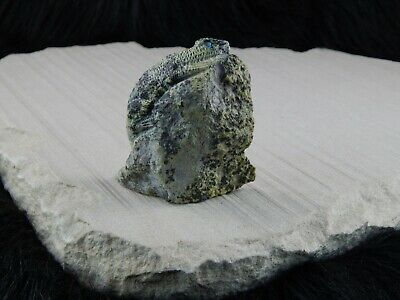 Lizard Zuni Fetish Carving - Colin Weeka - High Lonesome Trading