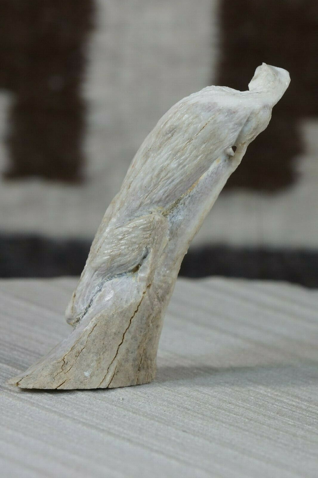 Iguana Zuni Fetish Carving - Lewis Malie - High Lonesome Trading