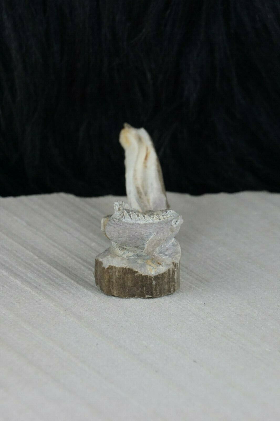 Iguana Zuni Fetish Carving - Lewis Malie - High Lonesome Trading