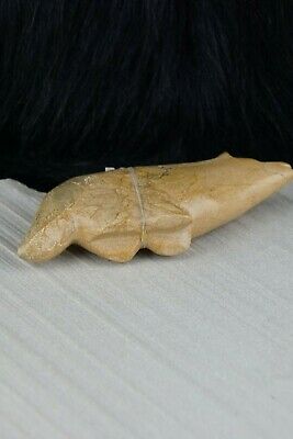Wolf Zuni Fetish Carving - Delvin Leekya - High Lonesome Trading