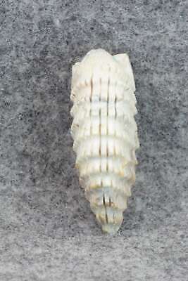 Porcupine Zuni Fetish Carving - Todd Lowsayatee