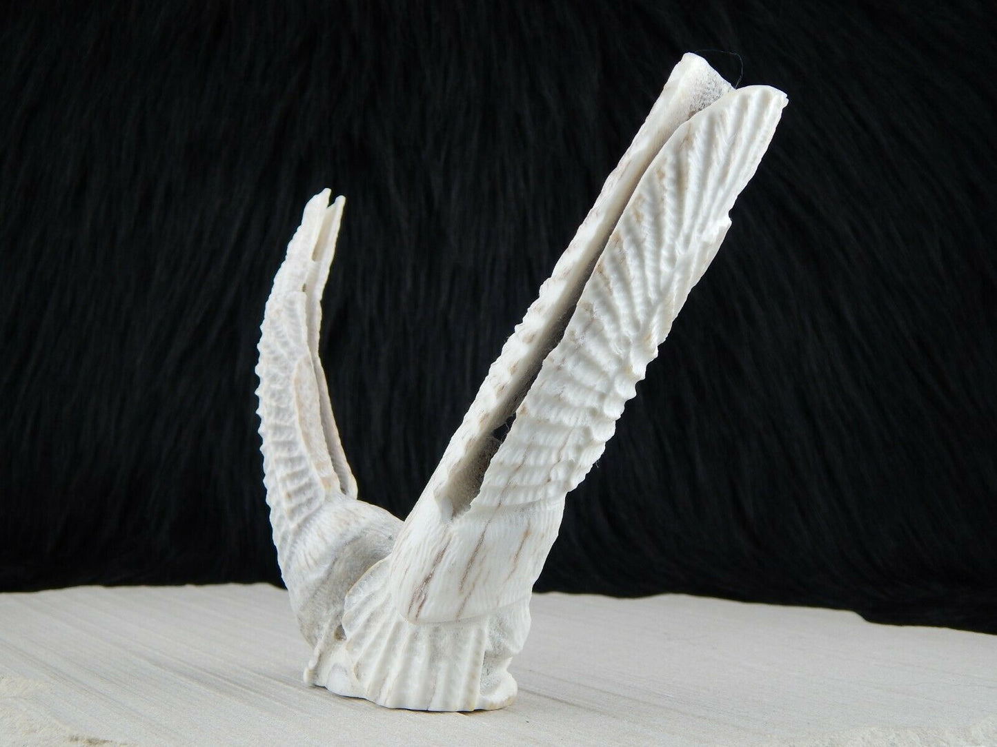 Eagle Zuni Fetish Carving - Jerrold Lahaleon - High Lonesome Trading