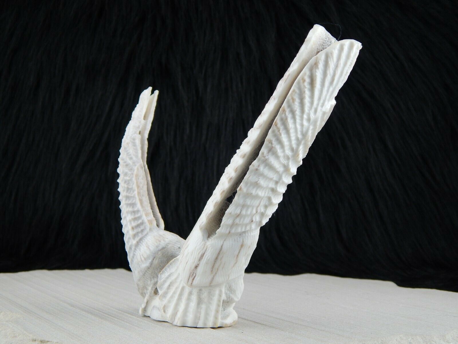 Eagle Zuni Fetish Carving - Jerrold Lahaleon - High Lonesome Trading