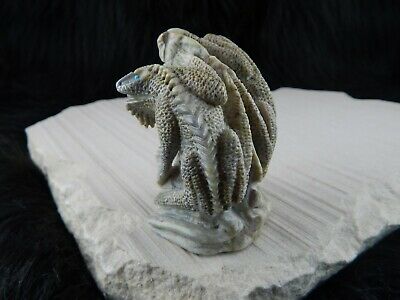 Lizard Zuni Fetish Carving - Calvin Weeka - High Lonesome Trading