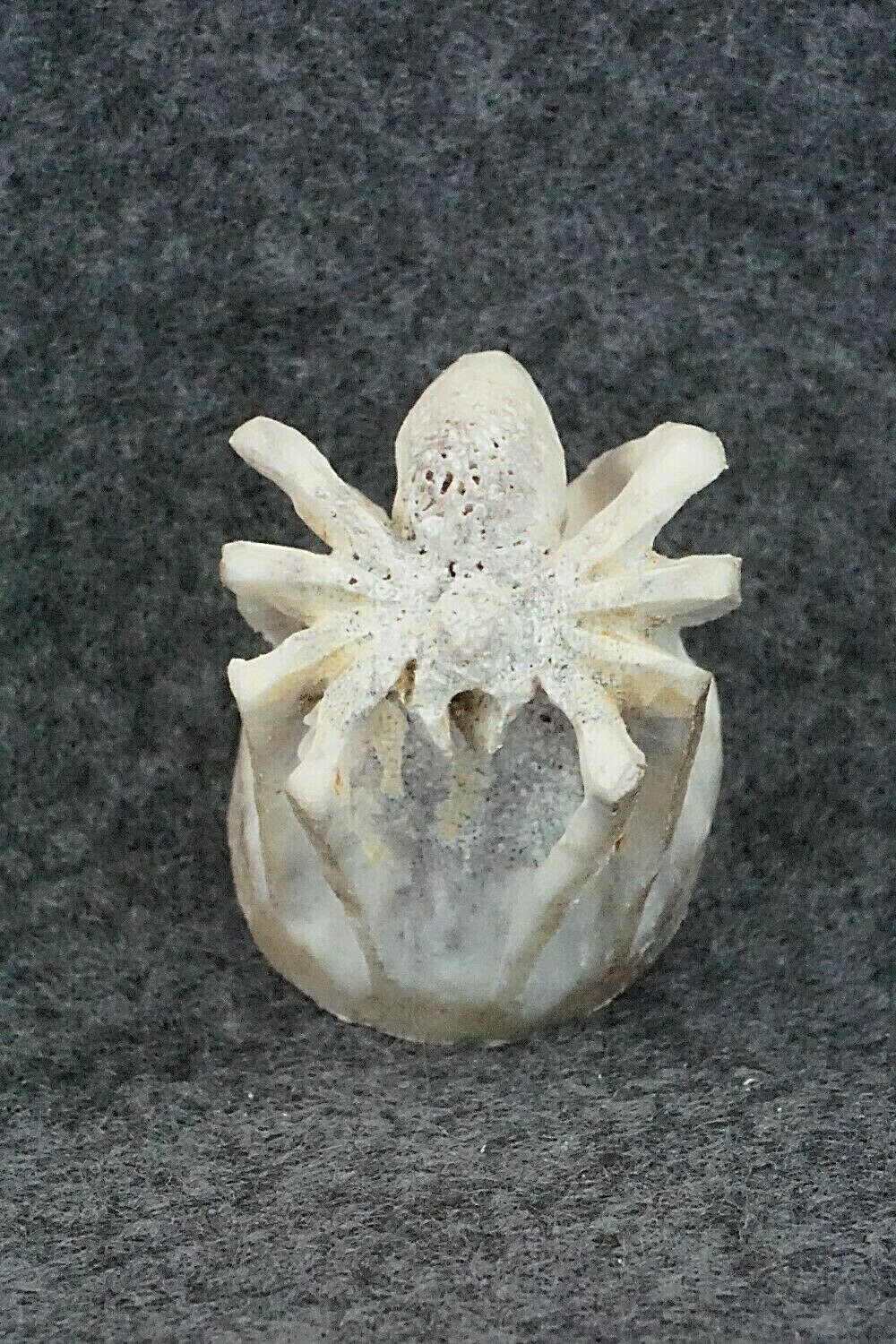 Spider Zuni Fetish Carving - Lewis Malie Jr.
